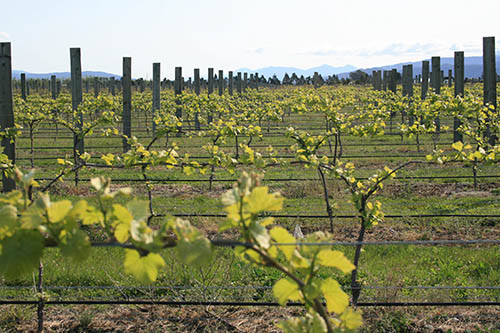 marlborough vineyard tour